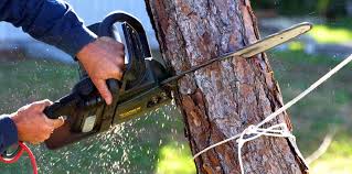 Best Firewood Processing and Delivery  in Napavine, WA