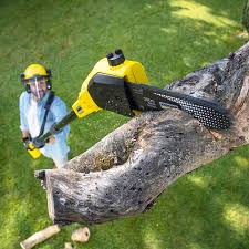 Best Hedge Trimming  in Napavine, WA
