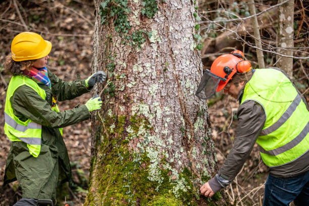 Best Tree Trimming and Pruning  in Napavine, WA