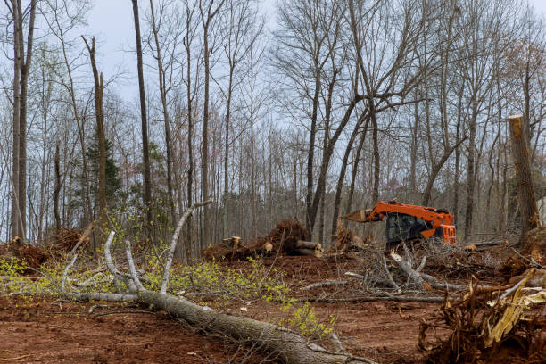 Best Emergency Tree Removal  in Napavine, WA