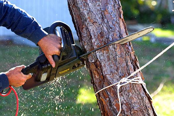 Best Tree Risk Assessment  in Napavine, WA