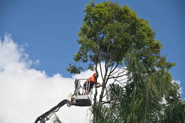 Best Tree Health Inspection  in Napavine, WA