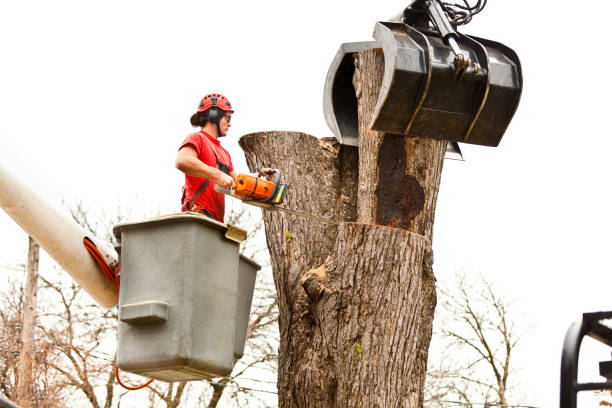 Napavine, WA Tree Care Company