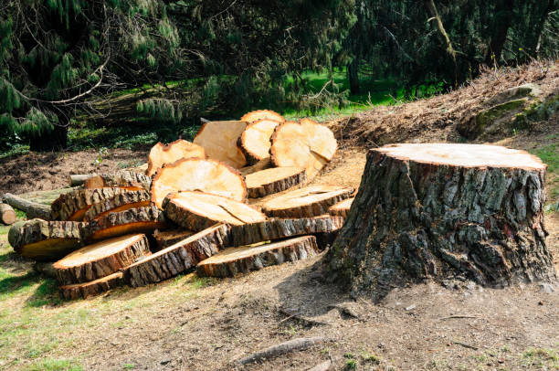 Best Landscape Design and Installation  in Napavine, WA